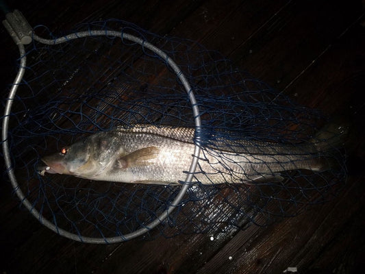 Dean Franklin's Florida snook, caught on a 1/4 oz Super HD Zig Jig