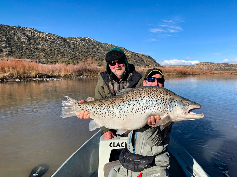 Garry and guide Chris Taylor with a 29-plus-pound San Juan River brown trout caught on a 1/16 oz black/chartreuse Zig Jig