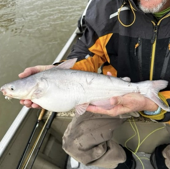 Hamilton Bell's Lake Dardanelle catfish from Arkansas, caught on a 1/8 oz white Krystal Flash Zig Jig on a fly rod