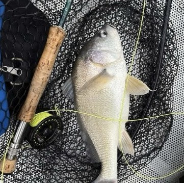 Hamilton Bell's Lake Dardanelle drum from Arkansas, caught on a 1/8 oz white Krystal Flash Zig Jig on a fly rod