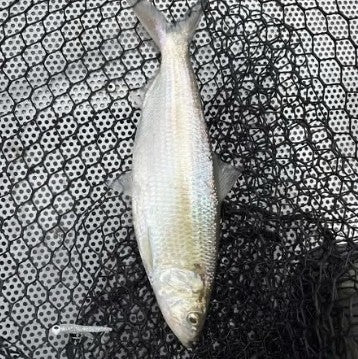 Hamilton Bell's Lake Dardanelle skipjack from Arkansas, caught on a 1/8 oz white Krystal Flash Zig Jig on a fly rod