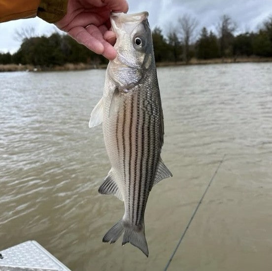 Hamilton Bell's Lake Dardanelle striper from Arkansas, caught on a 1/8 oz white Krystal Flash Zig Jig on a fly rod
