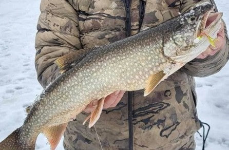 Lake trout caught through the ice on Eagle Lake in Canada by Barry Leuders and a friend on Zig Jigs