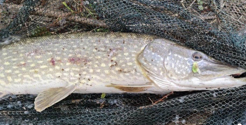 Dean Franklin’s 34-inch northern pike, his first fish in England on a Zig Jig