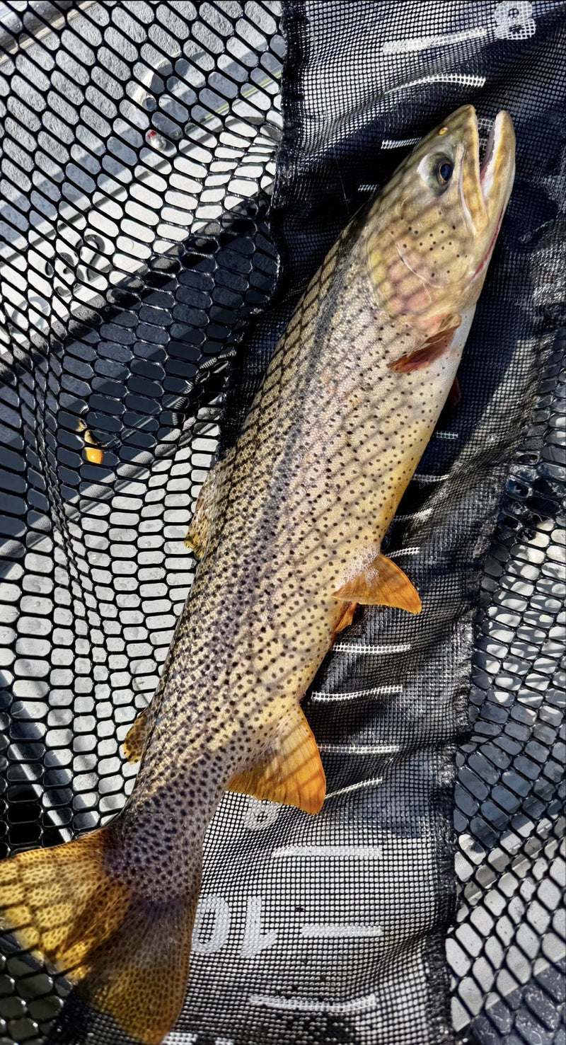 Snake River fine-spotted cutthroat caught below Bull Shoals Dam on the White River, Arkansas