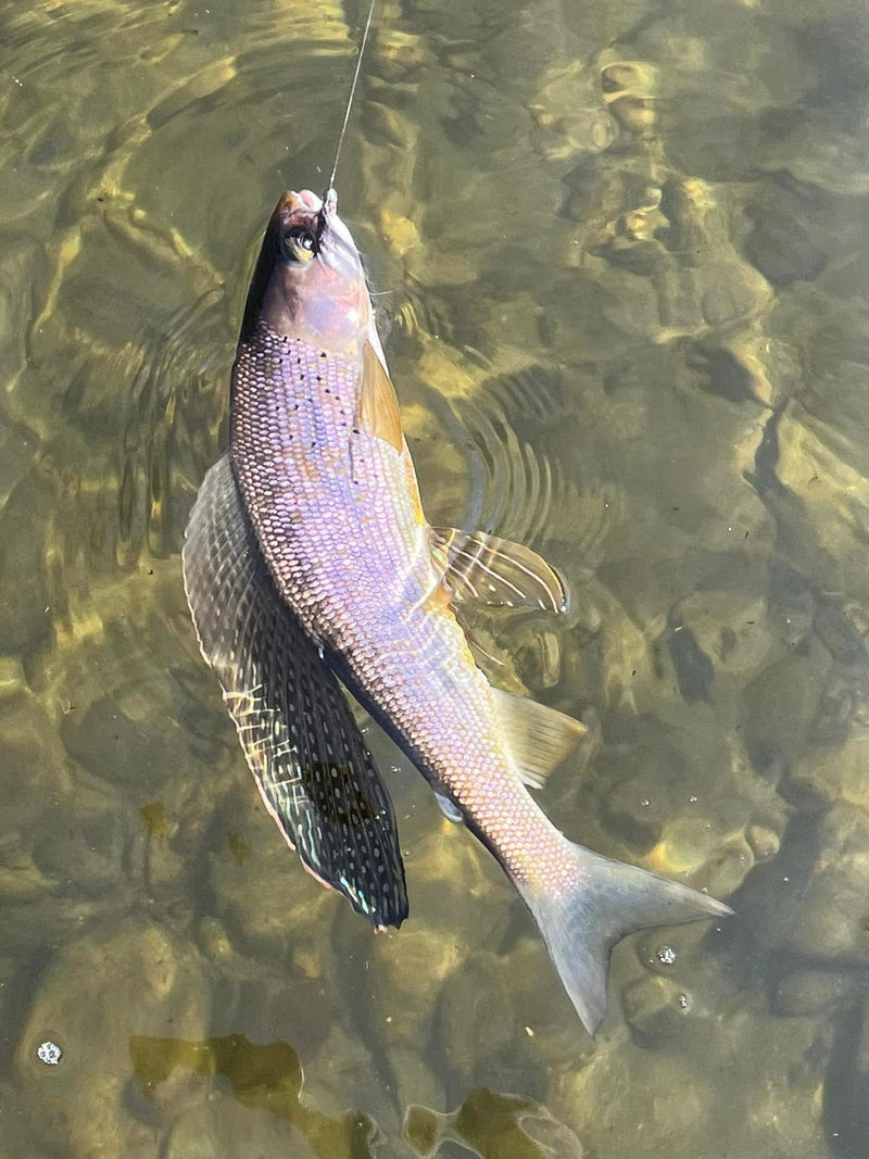 Alaska grayling on a Zig Jig