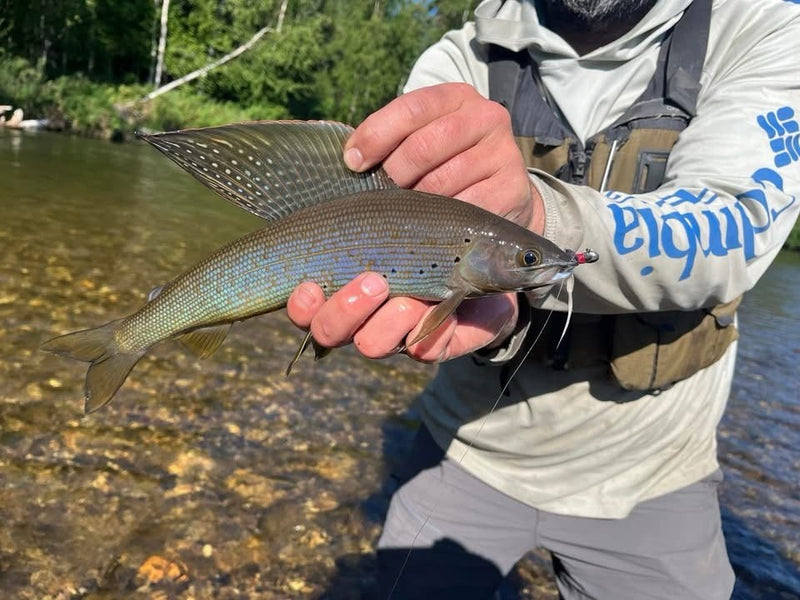 Arctic grayling from Alaska on a chrome gray/white Zig Jig