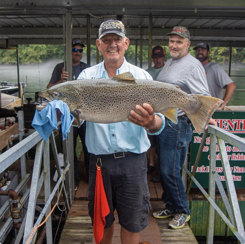 A 23.65 lb, 34-inch Lake Taneycomo brown trout at Lilley's Landing, caught on a black/olive Zig Jig