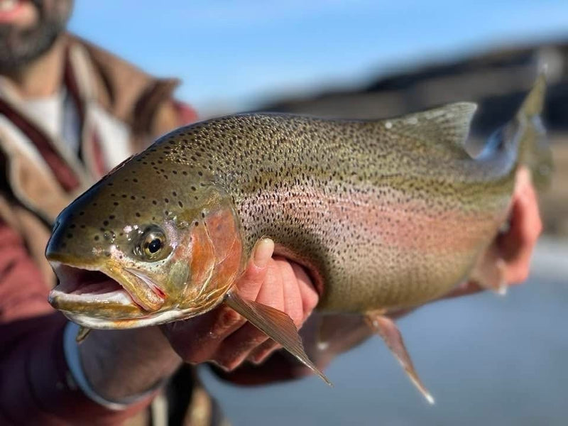 Montana rainbow trout caught on a Zig Jig, from Chris Stinson of Vanilla Gorilla Outdoors in Billings