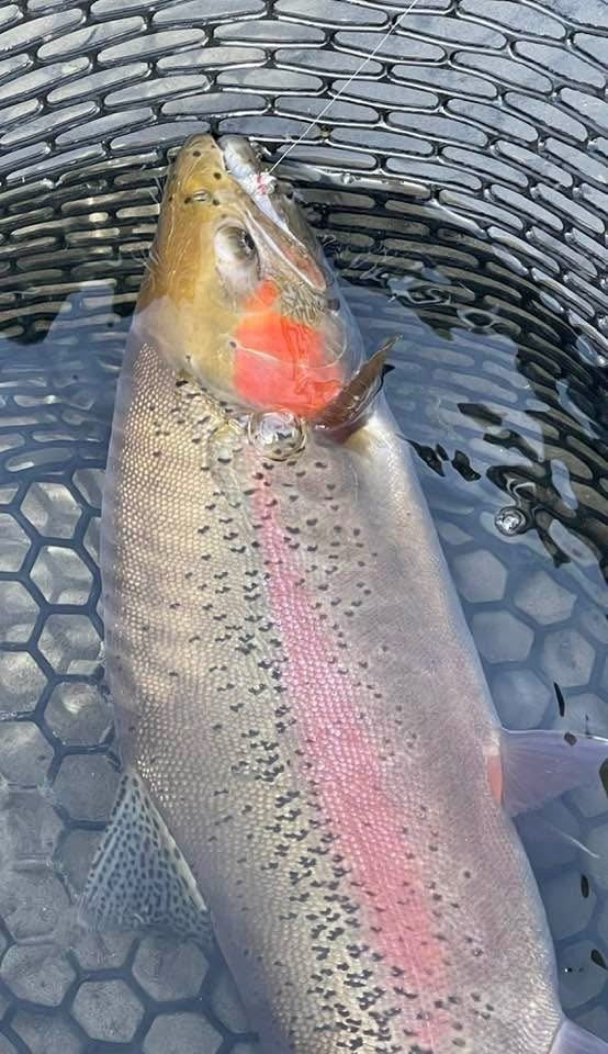 Montana rainbow trout in the net, caught on a Zig Jig, from Vanilla Gorilla Outdoors in Billings