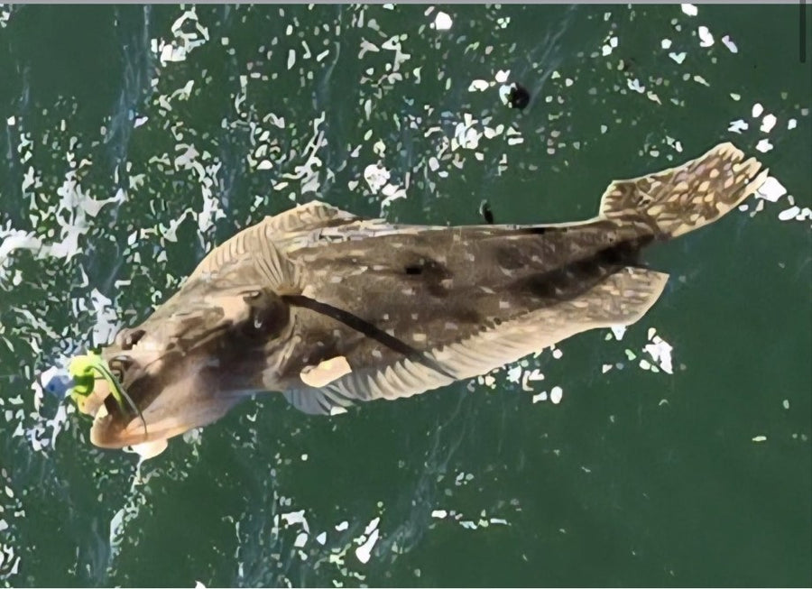 Flounder caught on a Zig Jig by Dean Franklin