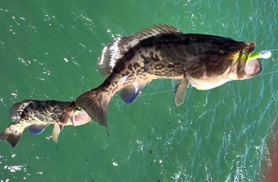 Gag grouper caught on a Zig Jig by Dean Franklin
