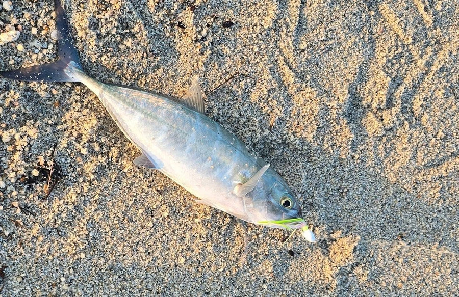 Green jack (caballito) caught on a Zig Jig by Dean Franklin