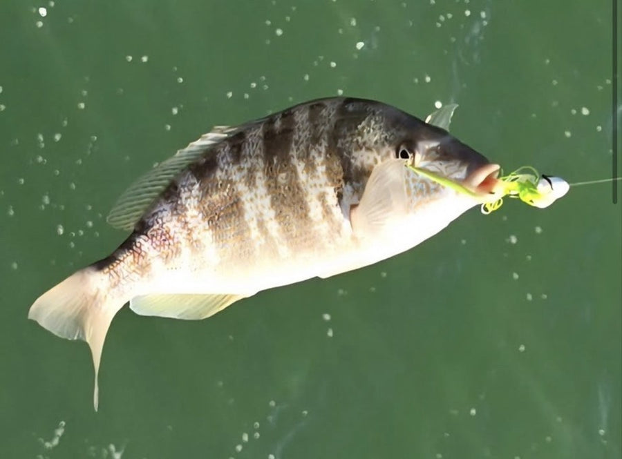 Grunt caught on a Zig Jig by Dean Franklin