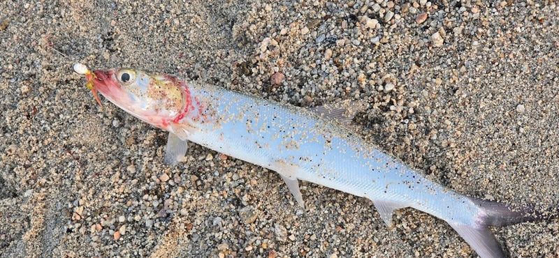 Ladyfish from the Gulf of California, caught by Dean Franklin