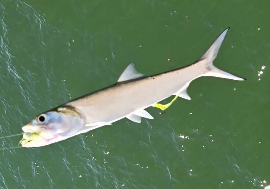 Ladyfish caught on a Zig Jig by Dean Franklin