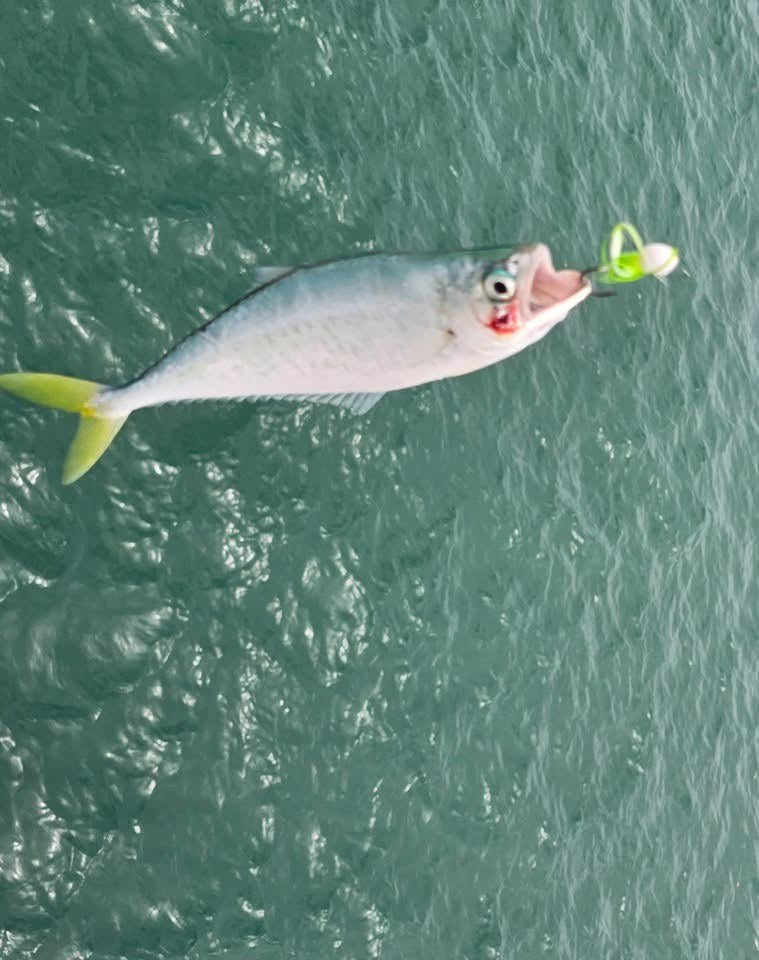 Leatherjacket caught on a Zig Jig by Dean Franklin