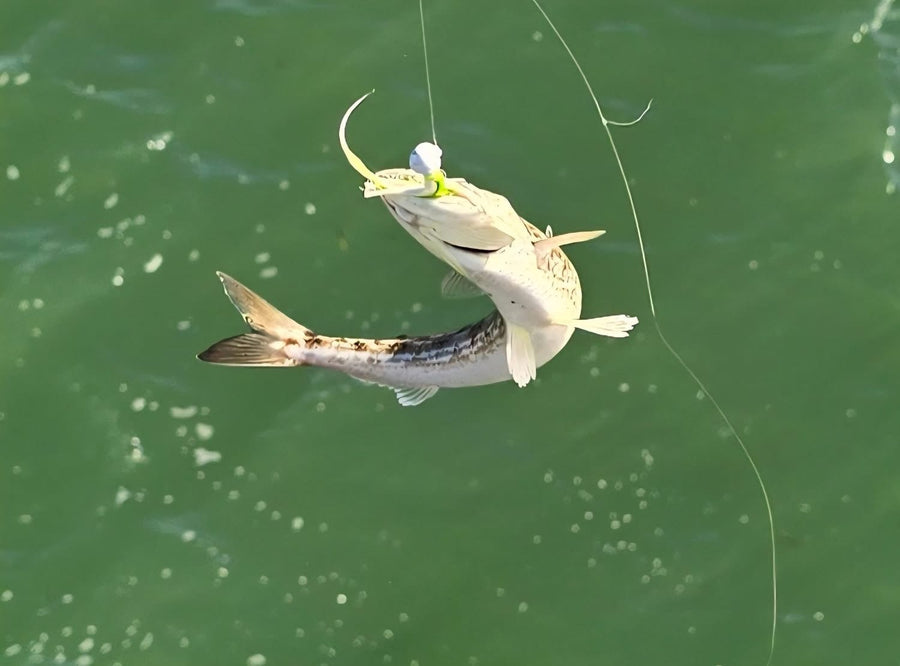 Inshore lizardfish caught on a Zig Jig by Dean Franklin
