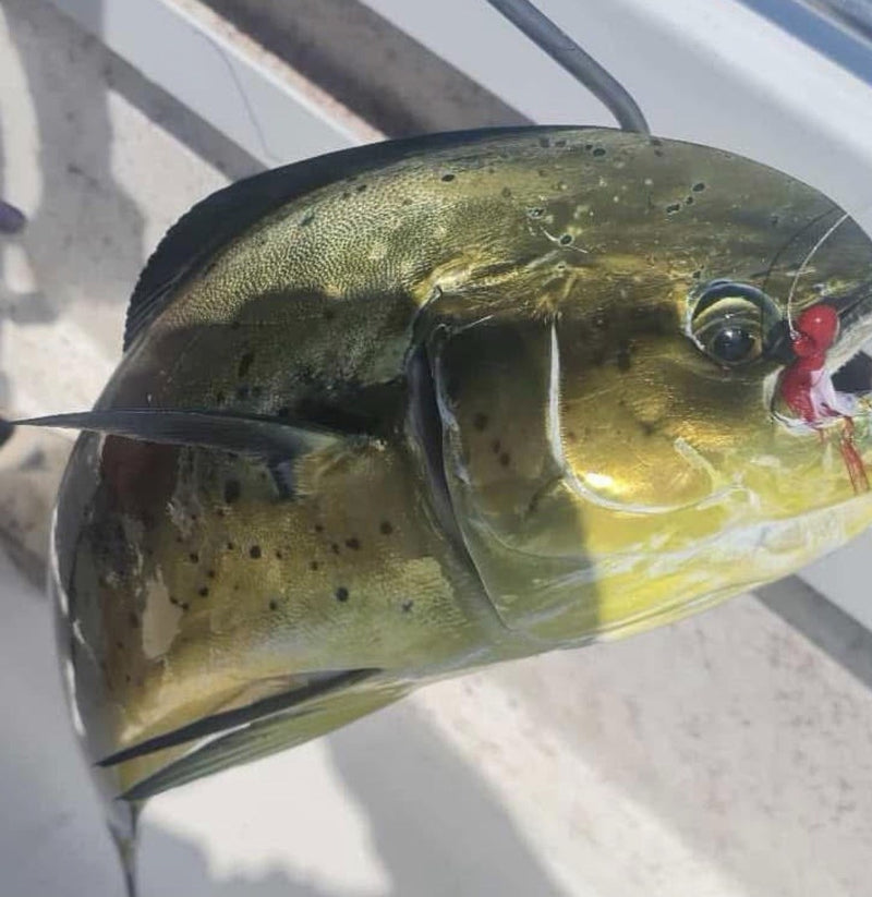 Dean Franklin’s 20 lb mahi-mahi, caught on a 1/2 oz Super HD Zig Jig