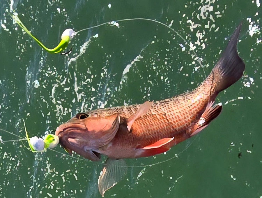 Mangrove snapper caught on a Zig Jig by Dean Franklin