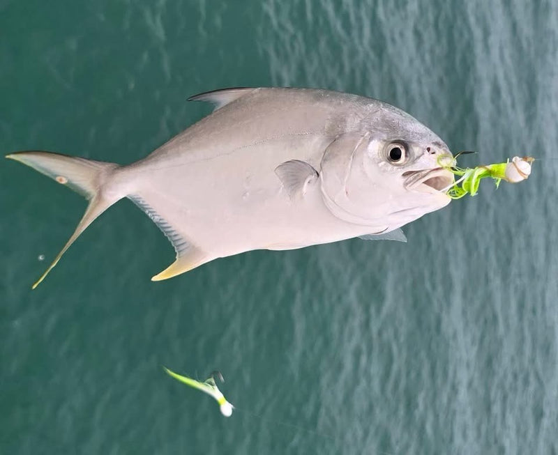 Pompano caught on a Zig Jig