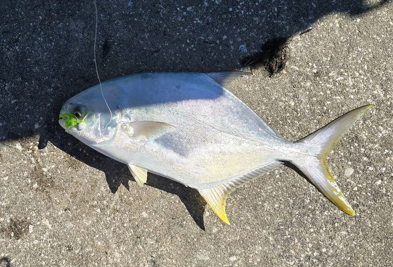 Pompano caught on a Zig Jig by Dean Franklin