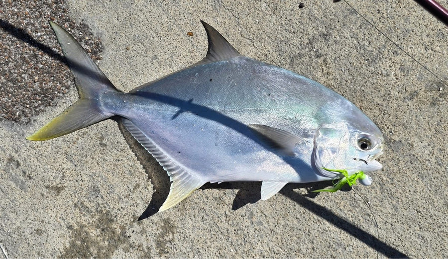 Pompano caught on a Zig Jig by Dean Franklin