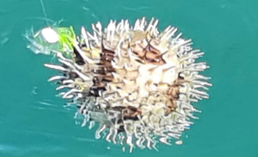 Spiny pufferfish caught on a Zig Jig by Dean Franklin