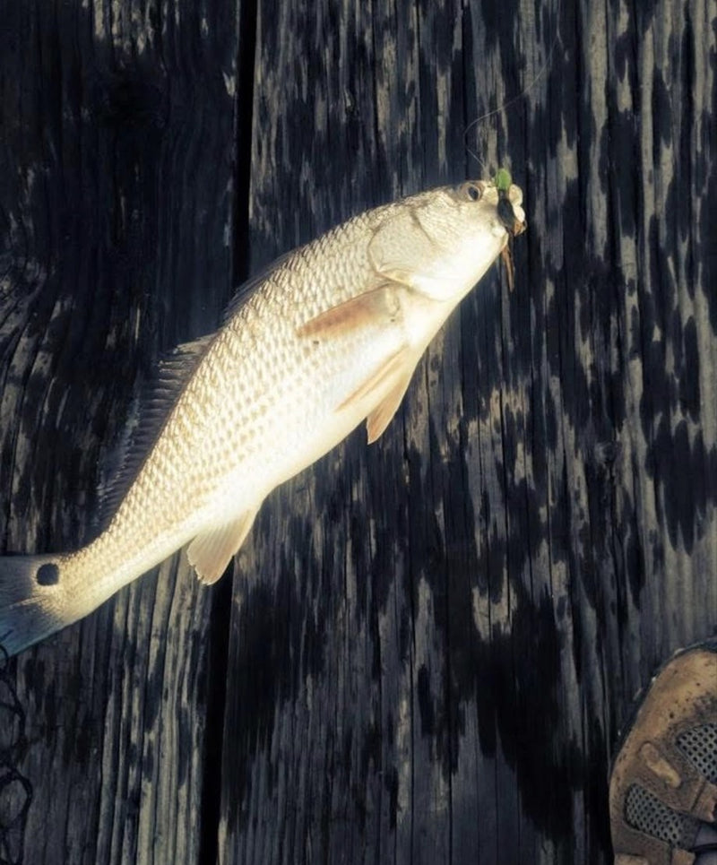 Billy Palmer’s redfish from the Gulf, 2015