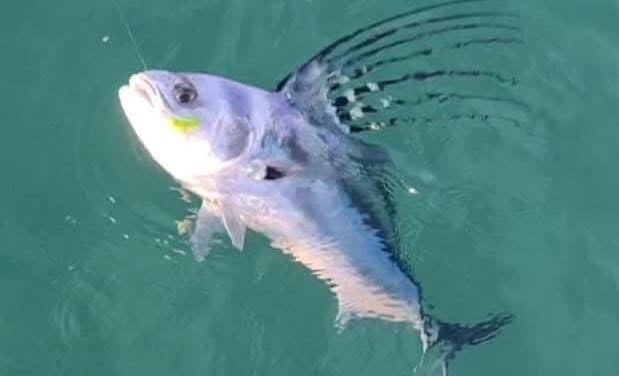 Roosterfish caught on a Zig Jig by Dean Franklin