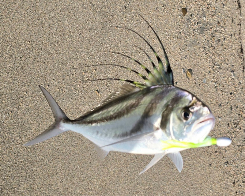 Roosterfish, Gulf of California caught on a Super HD Zig Jig