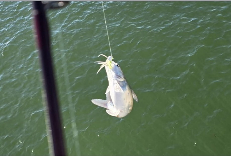 Saltwater catfish caught on a Zig Jig by Dean Franklin