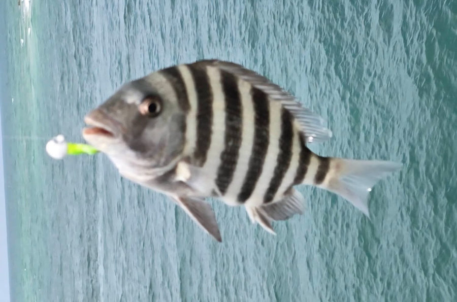 Sheepshead caught on a Zig Jig by Dean Franklin