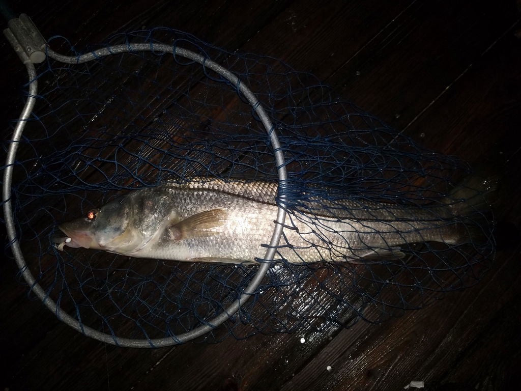 Dean Franklin's Florida snook, caught on a 1/4 oz Super HD Zig Jig