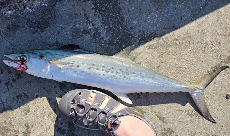 Spanish mackerel from Longboat Pass, caught by Dean Franklin