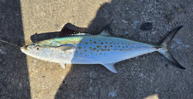 Spanish mackerel from Longboat Pass, Florida, caught by Dean Franklin