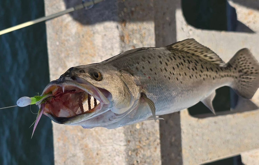Speckled trout caught on a Zig Jig by Dean Franklin