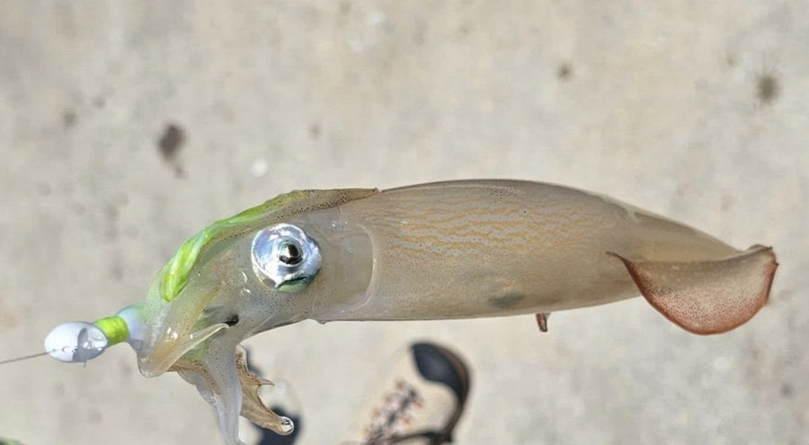 Squid caught on a Zig Jig by Dean Franklin