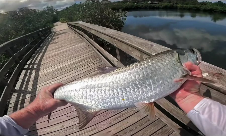 Tarpon caught on a Zig Jig by Dean Franklin