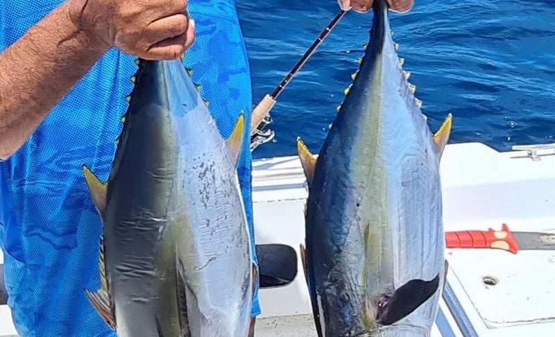 Yellowfin tuna caught on a Super HD Zig Jig