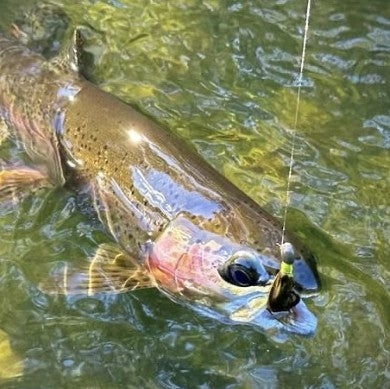 Clinch River rainbow trout with a Zig Jig in its mouth, Tennessee