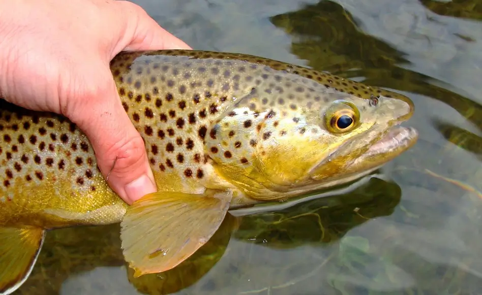 hand holding a trout fish